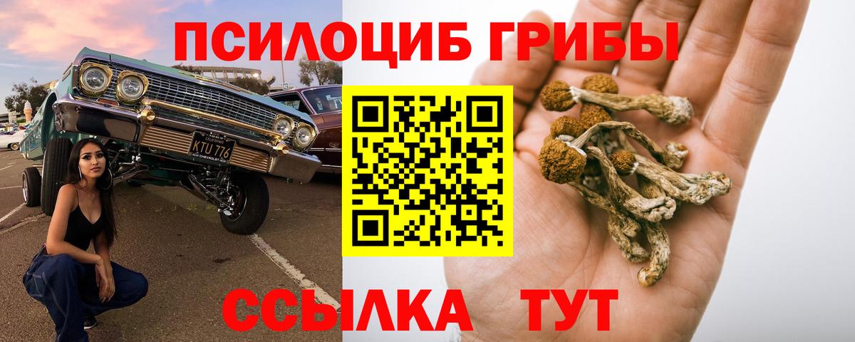 Псилоцибиновые грибы Psilocybine cubensis Советская Гавань